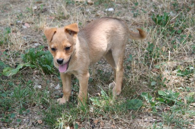 TONY e TIPPI, cucciolini affettuosissimi - Foto 2