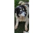 PEGGY dolce e socievole CAGNOLINA IN ADOZIONE tg MEDIA