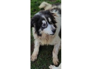 PEGGY dolce e socievole CAGNOLINA IN ADOZIONE tg MEDIA