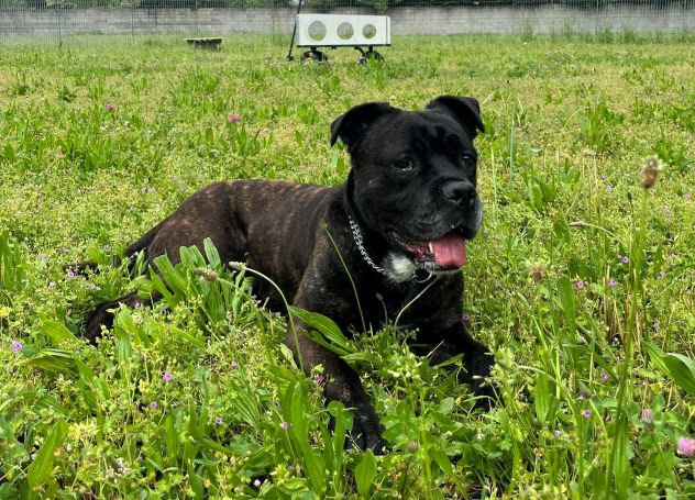 CHERRY BELLISSIMA BOXER - Foto 7