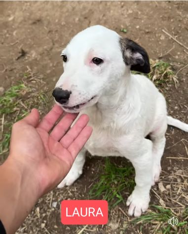 Cucciole in adozione - Foto 3