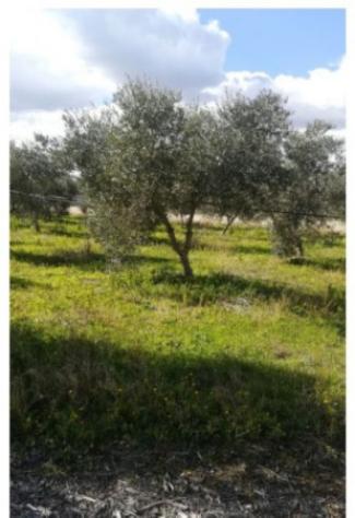 Immobile in asta di 2 m² con più di 5 locali in vendita a Trinitapoli - Foto 3