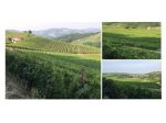 VIGNETI - ABITAZIONI e Spazio per Tutto il Resto