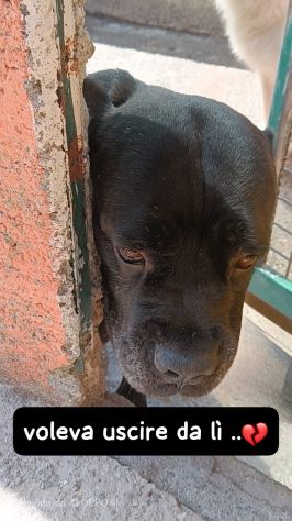 MILA CANE CORSO 5/6 ANNI E’ IN CANILE - Foto 2