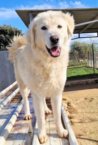 LEO,DOPO L'INFERNO,MERITA UNA STUPENDA ADOZIONE! - Foto 10
