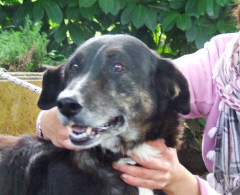 NINFA, bella e socievole - Foto 4