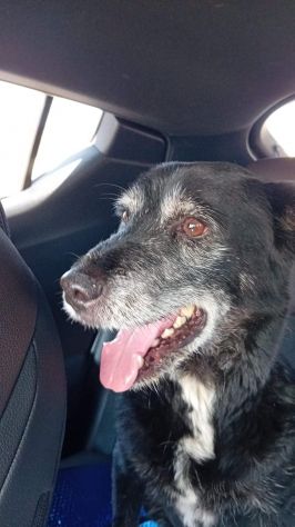 Lady 12anni nera..1vita in canile. Chi può adottarla? NAPOLI - Foto 2