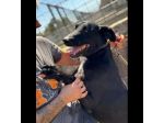 Aaron, amorevole e vitale, aspetta la sua occasione di libertà cane in adozione