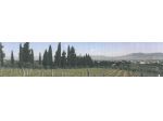 AZIENDA AGRICOLA CON VILLA PADRONALE RIF. C1