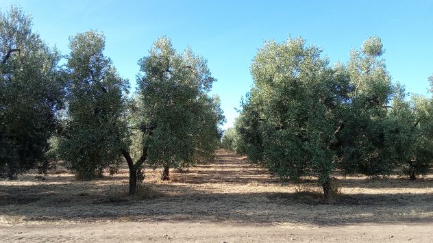 Ottimo oliveto a 5 km da Cerignola - Foto 8