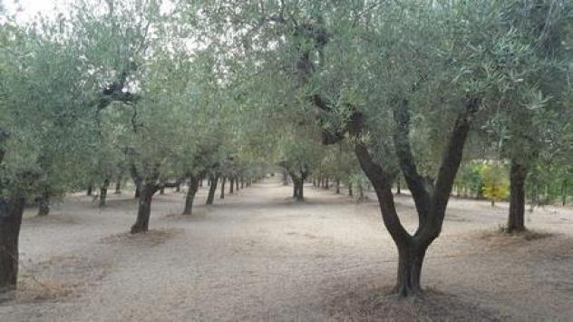 Seminativo in vendita a Santa Maria Imbaro - Foto 4
