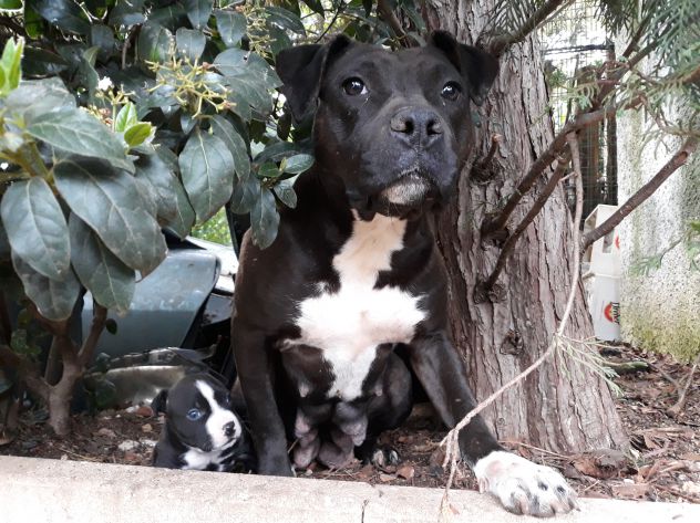 American Staffordshire Terrier Bari Foggia Taranto Brindisi Lecce - Foto 3