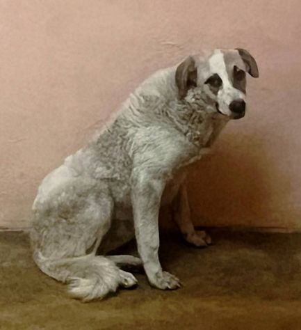HANSIA, UN MIRACOLO DI  LIBERTÀ CAGNOLINA IN ADOZIONE - Foto 2
