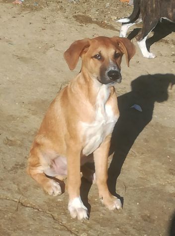 Stupendi cucciolotti in cerca di casa - Foto 8