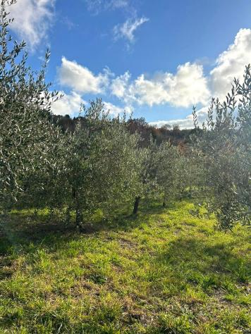 Terreno agricolo in vendita a Castellina Marittima 2000 mq Rif: 1386396 - Foto 7