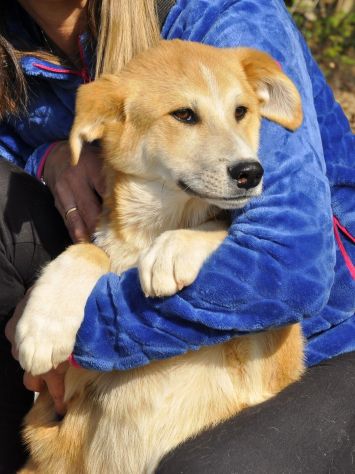 BOREK E BARNEY, 5 MESI (20/11/25), TAGLIA MEDIA, ABBANDONATI IN UNA SCATOLA - Foto 4