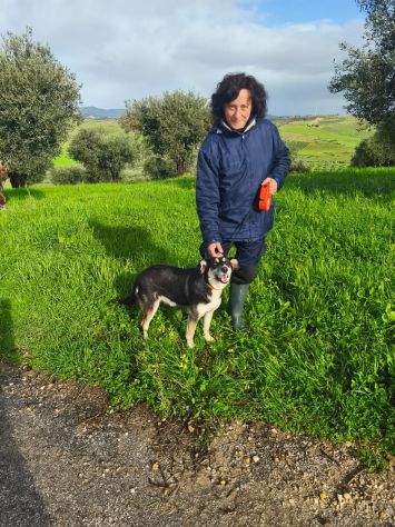 CASPER, 5 ANNI, TAGLIA MEDIA CONTENUTA (20KG),  SI MERTIA UNA CASA !! - Foto 3