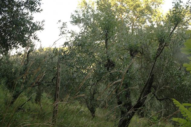 Terratetto in vendita a Luciana - Fauglia 98 mq Rif: 1426875 - Foto 5