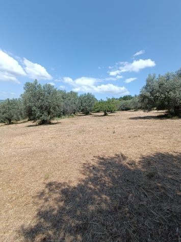Olivi secolari nelle colline Toscane - Foto 2