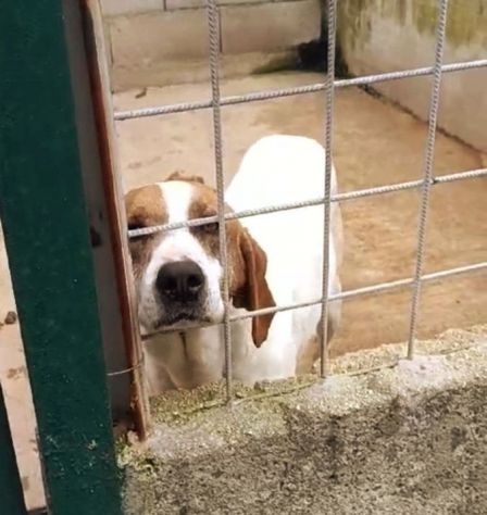 LINA DOLCISSIMA E BUONISSIMA , MERITA UNA CASA. CAGNOLINA IN ADOZIONE - Foto 5