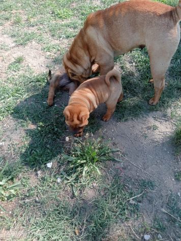 Shar Pei (cuccioli di SharPei) - Foto 3