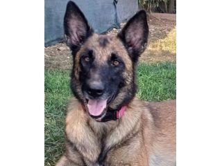 LAIKA, Pastore Belga Malinois, adozione del cuore