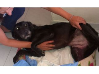 BOMBOLA, buonissima con tutti