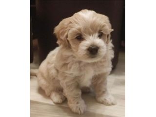maltipoo cuccioli