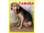TAMARA, SOLA IN CANILE,HA URGENTE BISOGNO DI AIUTO