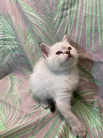 British shorthair - Foto 2