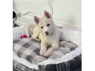 Bellissimi cuccioli di husky siberiano