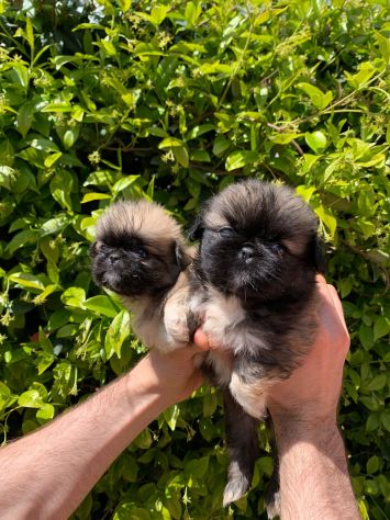 Cuccioli di Pechinese - Foto 2