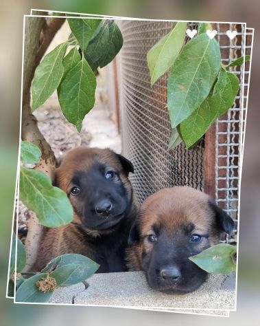 Cuccioli Allevamento Pastore Belga Malinois Catanzaro Calabria - Foto 7