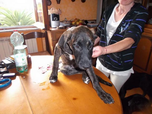 Sette cuccioloni deliziosi in cerca di casa - Foto 2