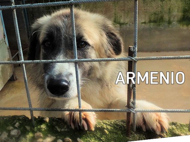 Armenio, pastore del Caucaso - Foto 3