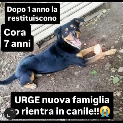 CORA CAGNOLINA IN ADOZIONE