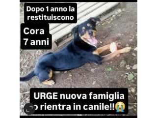 CORA CAGNOLINA IN ADOZIONE
