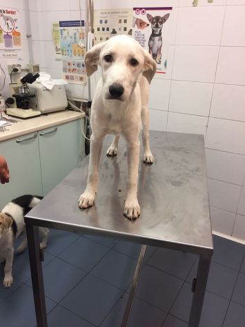 BELLA, dolcissima cucciolotta - Foto 2