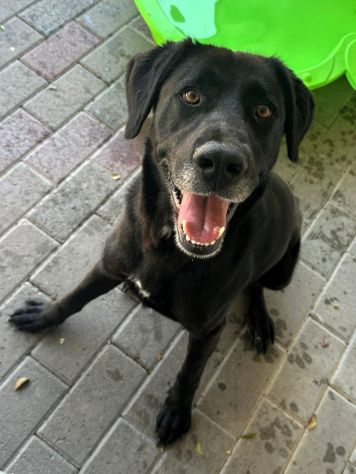 ELIJA LABRADOR - Foto 4