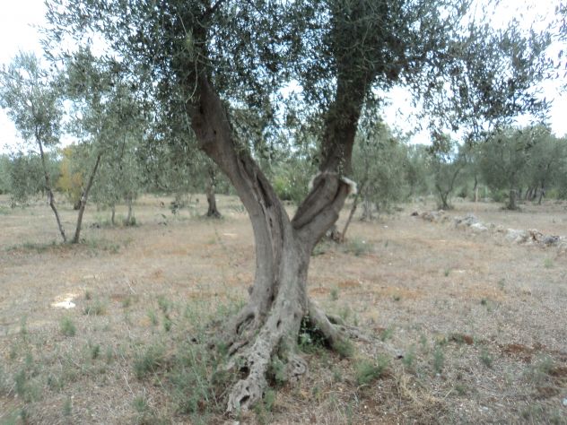 Albero di Ulivo - Foto 7