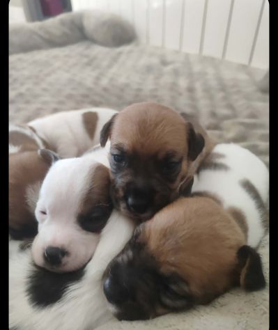 Animali - Foto 3