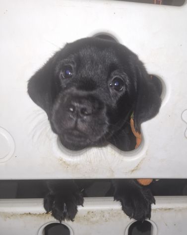 Disponibili cuccioli di labrador - Foto 3