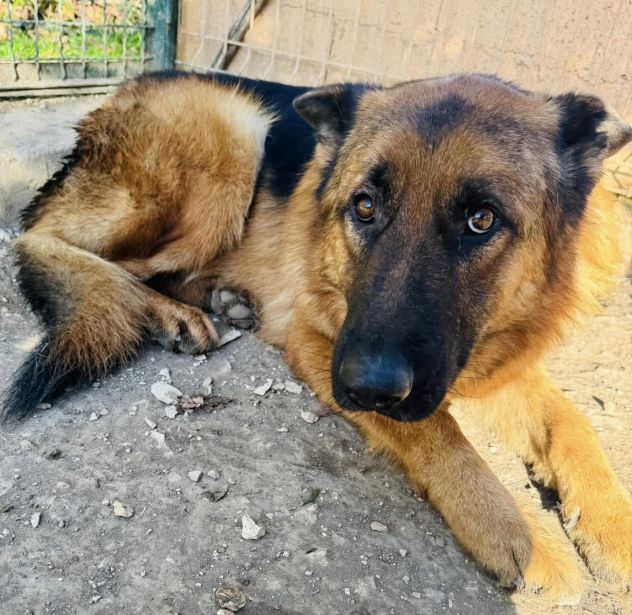 JACK 2 ANNI PASTORE TEDESCO PURO E’ IN CANILE - Foto 8