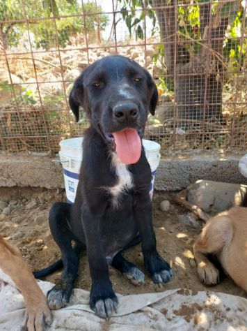 3anni nero invisibile cresce in un recinto!SOS CATANIA