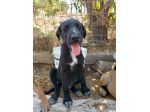 4anni nero invisibile cresce in un recinto!SOS CATANIA