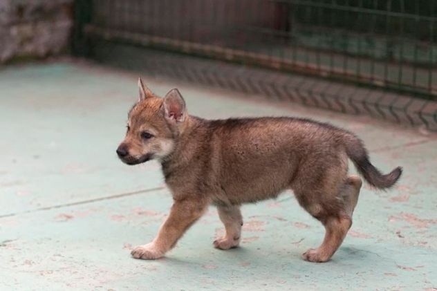 Cuccioli di Cane Lupo Cecoslovacco - Foto 2