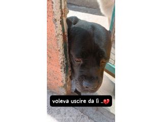 MILA CANE CORSO 5/6 ANNI