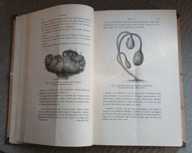 Molluschi e Zoofiti" di Luigi Figuier, Ed. F.lli Treves 1882. - Foto 4