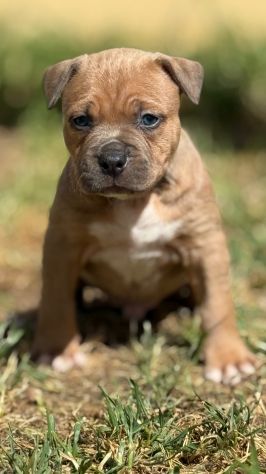 Amstaff cuccioli Blu Fawn - Foto 6