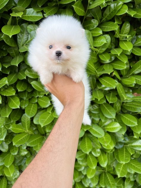 Cuccioli della Pomerania - Foto 3